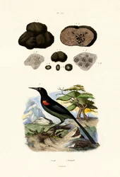 Oriole, 1833-39